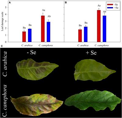 Selenium enhances chilling stress tolerance in coffee species by modulating nutrient, carbohydrates, and amino acids content